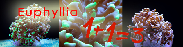 Коралл LPS Euphyllia paraancora, Hammer Coral Branch Green Tip Sumba акция банер