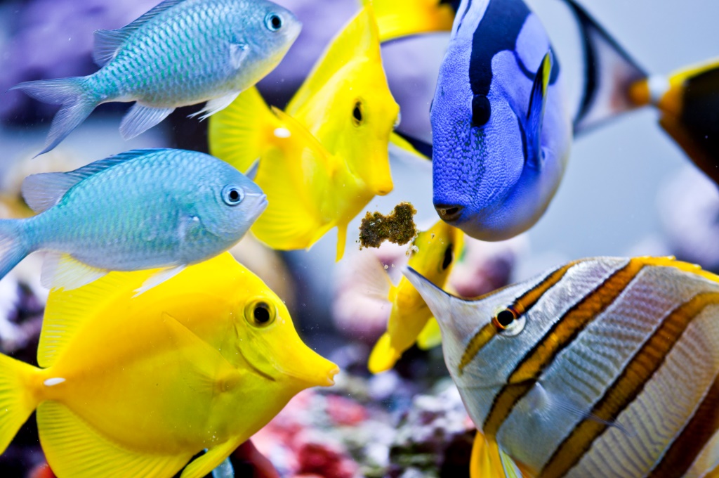 Корм для морських тварин Easy reefs Masstick фото