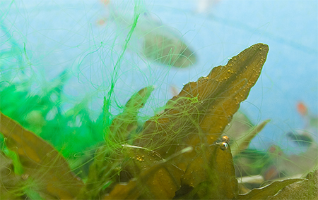 Набор альгицидов для аквариума AQUAYER Убийца водорослей АльгоШок 