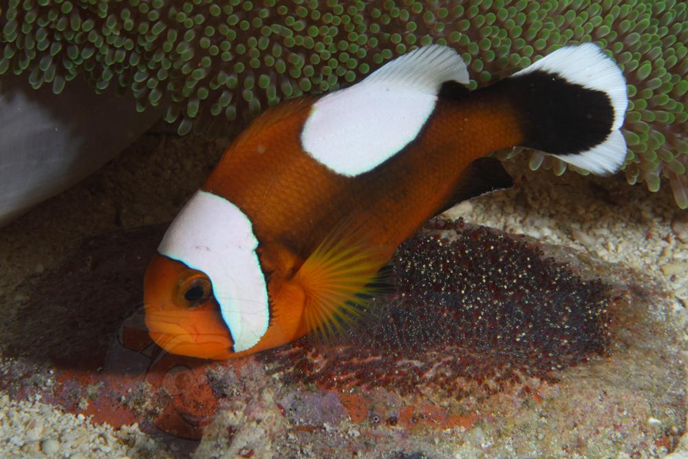 Рыба клоун Amphiprion polymnus (Saddleback Clown)