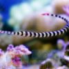 Рыба Doryramphus dactyliophordus, Banded Pipefish