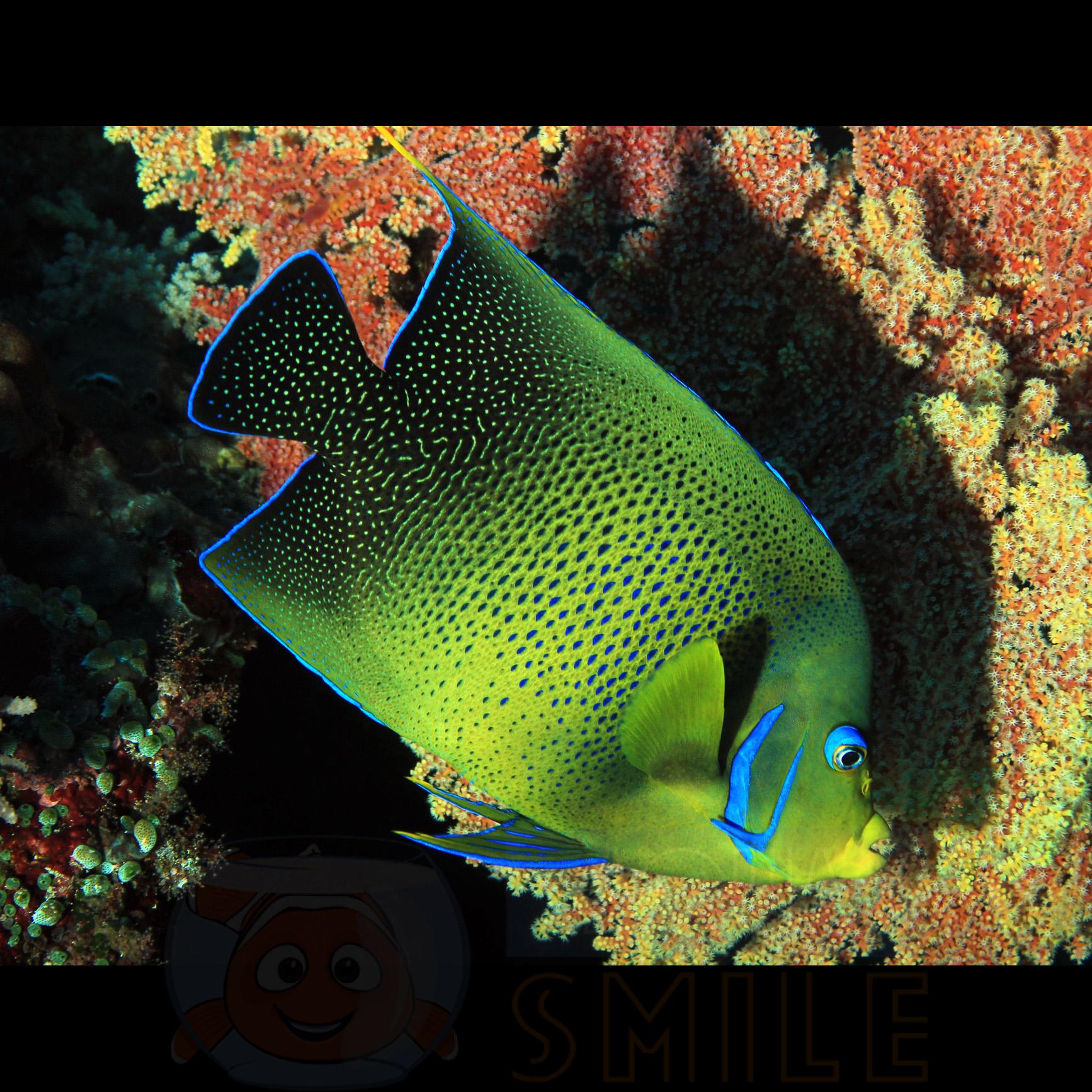 Рыба Pomacanthus semicirculatus, Koran Angelfish (взрослый)