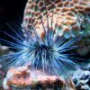 Морський їжак Diadema sp, Sea Urchin