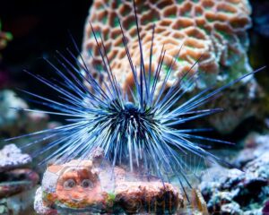 Морской ёж Diadema sp, Sea Urchin