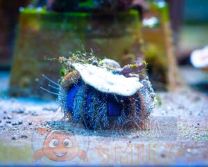 Морський їжак Mespilia globulus, Sea Urchin Tuxedo