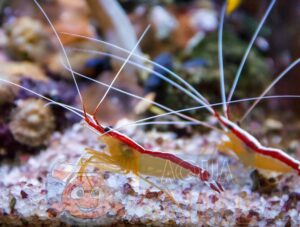 Креветка Lysmata amboinensis, Shrimp Cleaner