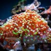 Коралл LPS Euphyllia paraancora, Hammer Coral Branch Green Tip Sumba