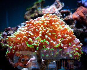 Коралл LPS Euphyllia paraancora, Hammer Coral Branch Green Tip Sumba