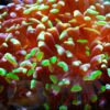 Коралл LPS Euphyllia paraancora, Hammer Coral Branch Green Tip Sumba 25440