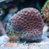 Коралл LPS Favia spp, Pineapple Coral Green