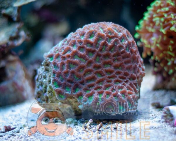 Корал LPS Favia spp, Pineapple Coral Green