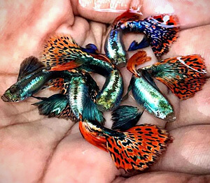 какие рыбки могут жить без кислорода и фильтра Гуппи фото