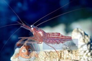 Креветка Lysmata wurdemanni Peppermint shrimp, Veined shrimp