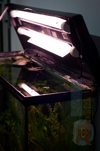 Як облаштувати акваріум - освітлення