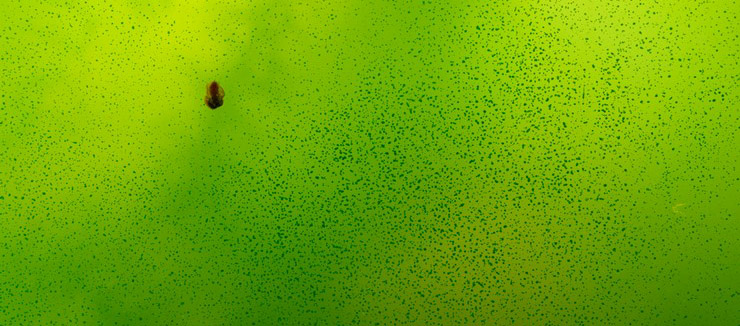 водорості в акваріумі на стінках фото