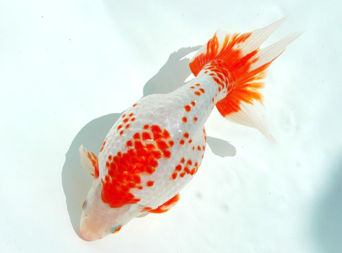 Золотые рыбки Нанкин фото