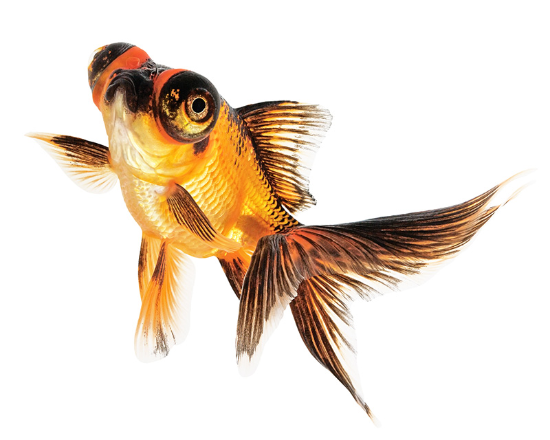 Золота рибка телескоп фото