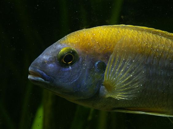 болезни аквариумных рыб манка фото