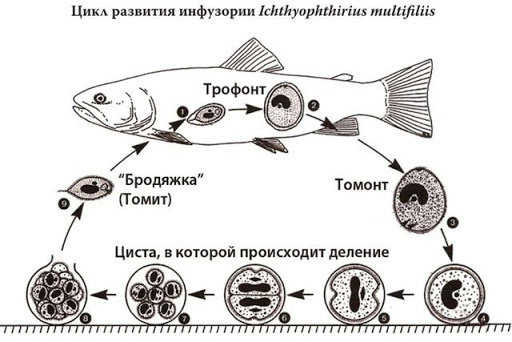 болезни аквариумных рыб манка фото