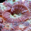 Коралл мягкий Rhodactis sp, Carpet Mushrooms Rhodactis 24471