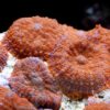 Коралл мягкий Rhodactis sp, Carpet Mushrooms Rhodactis