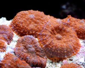 Коралл мягкий Rhodactis sp, Carpet Mushrooms Rhodactis