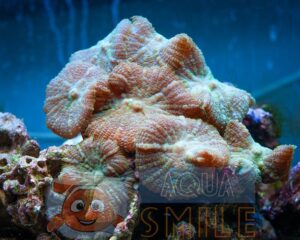 Корал м’який Rhodactis sp, Mushrooms Hairy Rhodactis