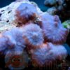 Коралл мягкий Rhodactis sp, Carpet Mushrooms Rhodactis 24470