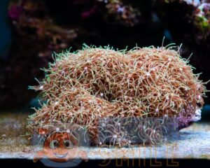 Коралл мягкий Pachyclavularia sp, Green Star Polyps