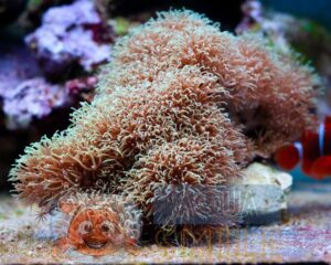Коралл мягкий Briareum sp , Green Starburst Polyps