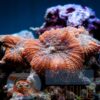 Коралл мягкий Rhodactis inchoata Mushrooms Carpet Orange Celebes Premium (полип)