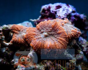Коралл мягкий Rhodactis inchoata Mushrooms Carpet Orange Celebes Premium (полип)