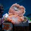 Корал м’який Rhodactis inchoata Mushrooms Carpet Orange Celebes Premium (поліп) 26383