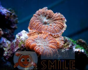 Корал м’який Rhodactis inchoata Mushrooms Carpet Orange Celebes Premium (поліп)