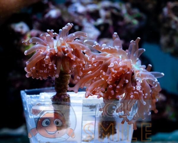 Твердий корал LPS Euphyllia divisa, Frogspawn Divisa Green (голова)