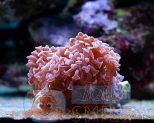 Твердий корал LPS Euphyllia paraancora Yellow