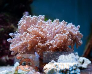 Твердый коралл LPS Euphyllia Yaeyamaensis Yellow