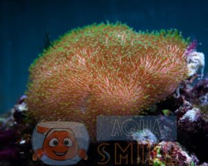 Коралл мягкий Sarcophyton sp, Leather Green