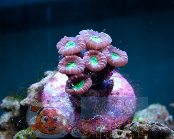 Твердий корал LPS Caulastrea spp, Caulastrea