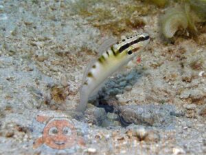 Рыба бычок Amblygobius stethophthalmus, Head-stripe Goby