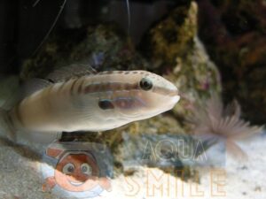 Рыба бычок Amblygobius stethophthalmus, Head-stripe Goby