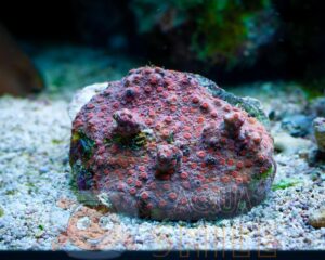 Твердый коралл Cyphastrea spp, Cyphastrea Red