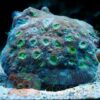 Твердый коралл Echinophyllia spp, Chalice Neon Green Eye Corals
