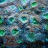 Твердий корал Echinophyllia spp, Chalice Neon Green Eye Corals 26178