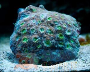 Твердый коралл Echinophyllia spp, Chalice Neon Green Eye Corals