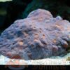 Твердий корал Echinophyllia spp, Red Eyes