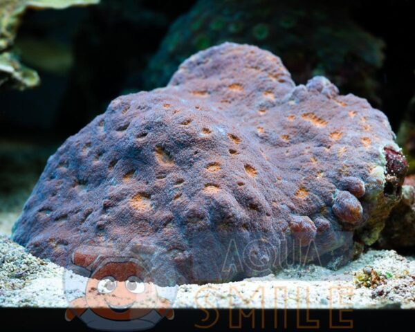 Твердий корал Echinophyllia spp, Red Eyes
