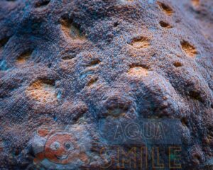 Твердий корал Echinophyllia spp, Red Eyes