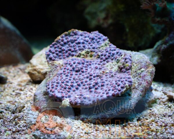 Твердый коралл Cyphastrea spp, Cyphastrea Purple