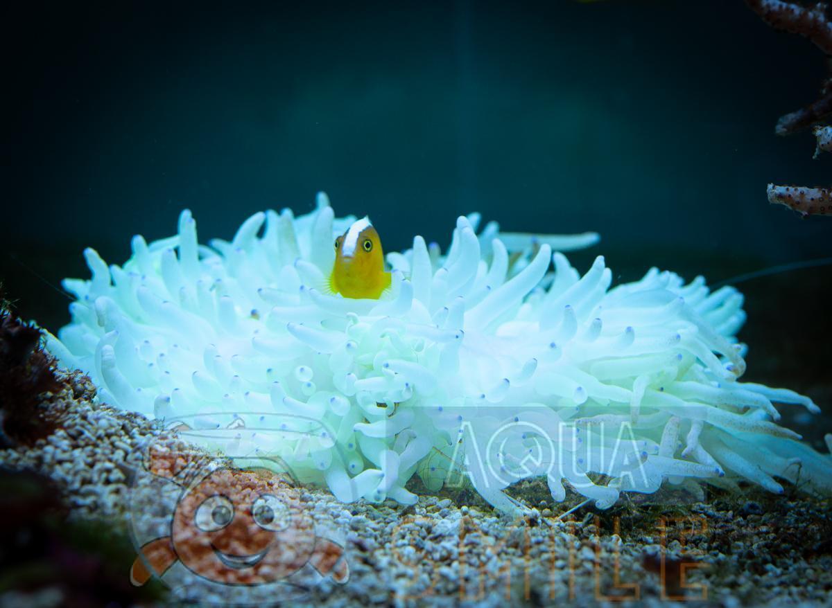 Heteractis Sebae Анемон Heteractis sp, Sebae Anemone купить в Киеве - Аквасмайл